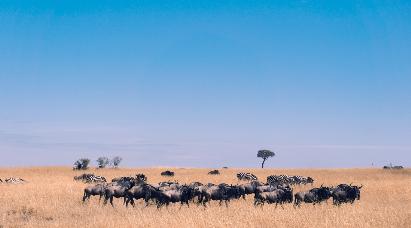【尼羅河的低語(yǔ)】<埃及游輪10天>乘坐海南航空公司，全程直航，特別包含開(kāi)羅阿斯旺內(nèi)陸航班！