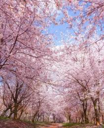 【聚美貴州】<黃果樹(shù)/西江千戶(hù)苗寨/荔波大小七孔/龍里油畫(huà)大草原/平壩萬(wàn)畝櫻花園>雙動(dòng)五天游